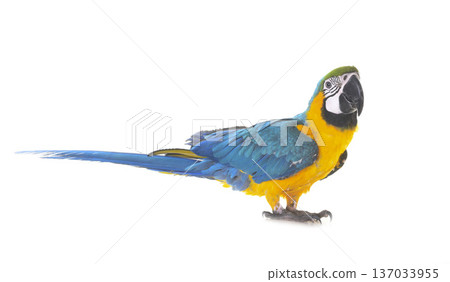 Blue-and-yellow macaw in studio Blue-and-yellow macaw in studio 137033955
