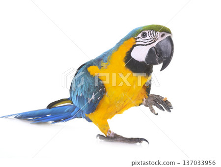 Blue-and-yellow macaw in studio 137033956