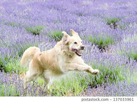 obedience training with a golden retriever 137033961
