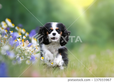 cavalier king charles 137033967