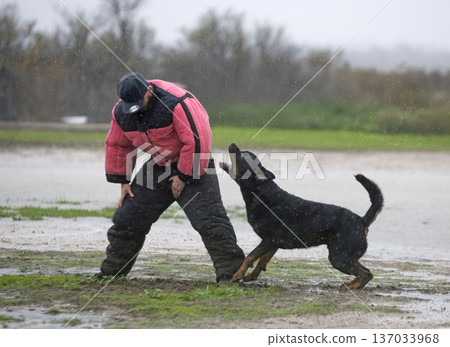 training of rottweiler 137033968