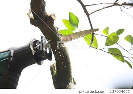 A man cutting the branches of a summer tangerine tree 137034065