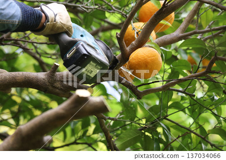 A man cutting the branches of a summer tangerine tree A man cutting the branches of a summer tangerine tree 137034066