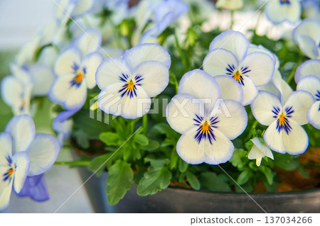 Viola Blue Picotee Viola Blue Picotee 137034266