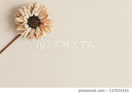 米色花卉背景 簡約花卉壁紙 米色花卉背景 簡約花卉壁紙 137034281