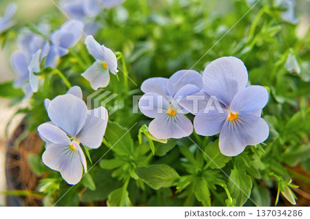 Viola Heavenly Blue Viola Heavenly Blue 137034286
