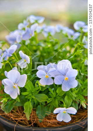 Viola Heavenly Blue 137034287