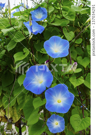 Blue morning glory flowers blooming in late summer in early autumn Blue morning glory flowers blooming in late summer in early autumn 137034291