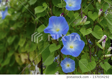 Blue morning glory flowers blooming in late summer in early autumn 137034292