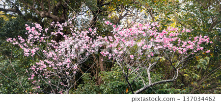 Sakura Sakura Pink Taiwan cherry 桜 さくら カンヒザクラ Sakura Sakura Pink Taiwan cherry 桜 さくら カンヒザクラ 137034462