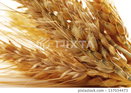 Fields of wheat ready for harvest in warm sunlight during the late summer afternoon Fields of wheat ready for harvest in warm sunlight during the late summer afternoon 137034473