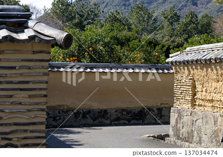 Hagi City, Yamaguchi Prefecture: Summer mandarins, a local specialty, stand out against the earthen walls of the castle town Hagi City, Yamaguchi Prefecture: Summer mandarins, a local specialty, stand out against the earthen walls of the castle town 137034474