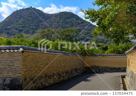 山口縣萩市：當地特產夏季柑橘在城下古城土牆的襯托下格外醒目。 137034475