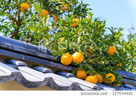 山口縣萩市：當地特產夏季柑橘在城下古城土牆的襯托下格外醒目。 137034481