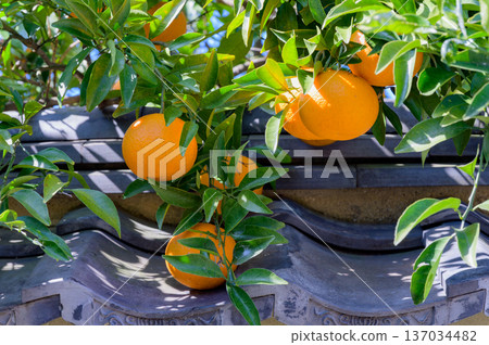 Hagi City, Yamaguchi Prefecture: Summer mandarins, a local specialty, stand out against the earthen walls of the castle town Hagi City, Yamaguchi Prefecture: Summer mandarins, a local specialty, stand out against the earthen walls of the castle town 137034482