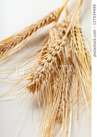 Golden wheat stalks are laid on a plain surface in bright natural light during the daytime Golden wheat stalks are laid on a plain surface in bright natural light during the daytime 137034499