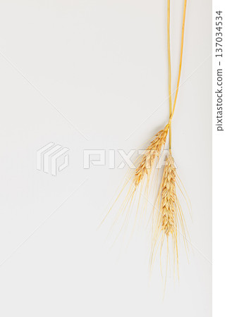 Wheat stems tied to a string hanging against a white background in natural light Wheat stems tied to a string hanging against a white background in natural light 137034534