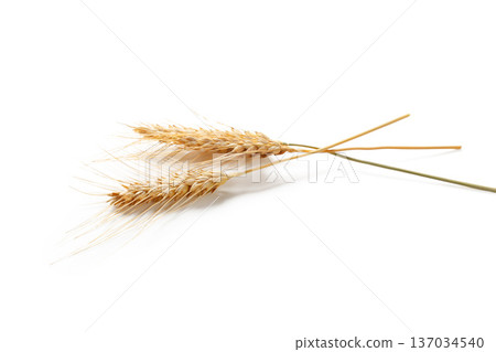 Wheat stalks lie against a white background in a simple still life 137034540