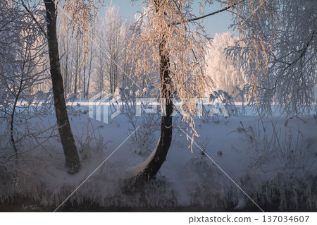 Captivating winter landscape featuring majestic frozen trees along a scenic river bank, illuminated by warm golden sunlight. Snow-covered branches glisten with thick hoarfrost 137034607
