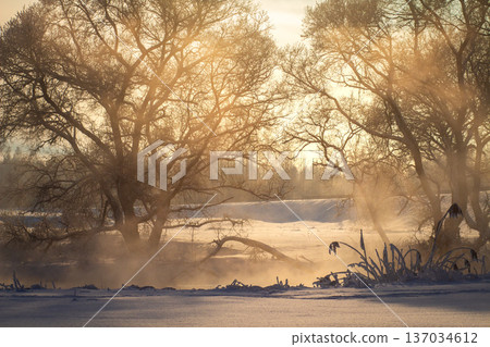 Breathtaking wild winter landscape bathed in golden morning light filtering through snowy trees. A calm, illuminated river reflects the warm glow, surrounded by pristine white snow  137034612