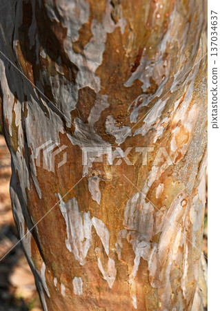 The bark of a crape myrtle trunk The bark of a crape myrtle trunk 137034637