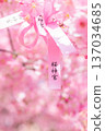 寺廟庭院裡早春盛開的櫻花 137034685