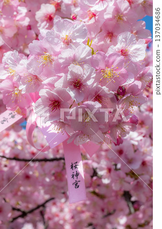 寺廟庭院裡早春盛開的櫻花 137034686