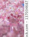 寺廟庭院裡早春盛開的櫻花 137034687