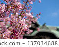 寺廟庭院裡早春盛開的櫻花 137034688