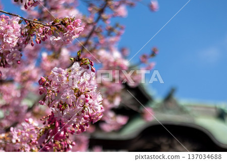 Early-blooming cherry blossoms in the temple grounds Early-blooming cherry blossoms in the temple grounds 137034688