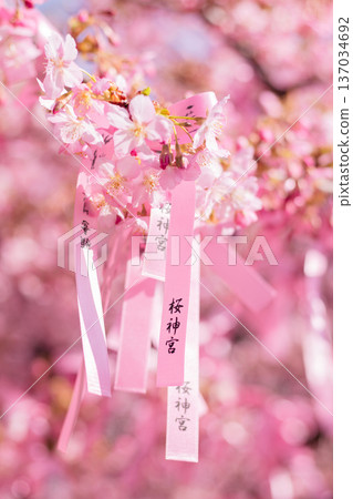 Early-blooming cherry blossoms in the temple grounds Early-blooming cherry blossoms in the temple grounds 137034692