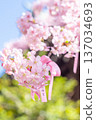 寺廟庭院裡早春盛開的櫻花 137034693