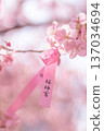 寺廟庭院裡早春盛開的櫻花 137034694