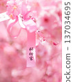 寺廟庭院裡早春盛開的櫻花 137034695
