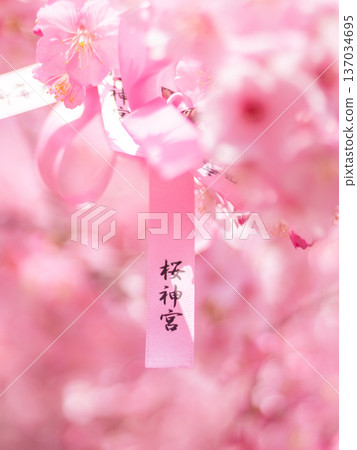 寺廟庭院裡早春盛開的櫻花 137034695