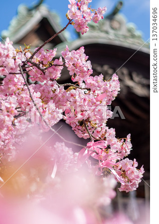 寺廟庭院裡早春盛開的櫻花 137034696