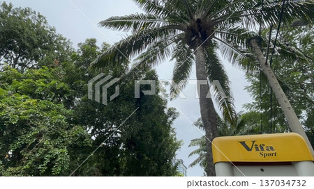 Palm trees in Ho Chi Minh City, Vietnam 137034732