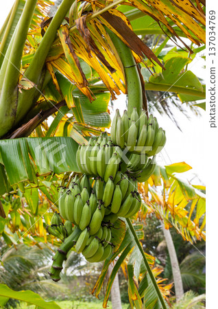 Bunch of raw green bananas hanging on tree in plantation Bunch of raw green bananas hanging on tree in plantation 137034769