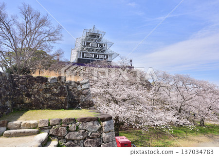 福岡城、福岡城遺址、福岡城櫻花祭、臨時照明城堡塔樓 福岡城、福岡城遺址、福岡城櫻花祭、臨時照明城堡塔樓 137034783