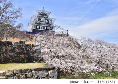 Fukuoka Castle, Fukuoka Castle Ruins, Fukuoka Castle Sakura Festival, temporary castle tower for lighting up 137034784