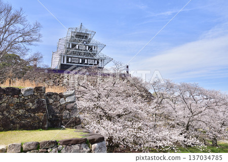 福岡城、福岡城遺址、福岡城櫻花祭、臨時照明城堡塔樓 137034785