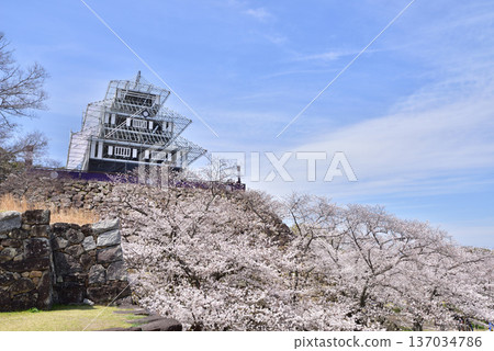 福岡城、福岡城遺址、福岡城櫻花祭、臨時照明城堡塔樓 福岡城、福岡城遺址、福岡城櫻花祭、臨時照明城堡塔樓 137034786