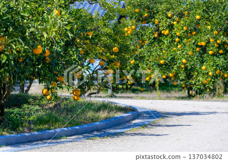 Hagi City, Yamaguchi Prefecture: Summer mandarins, a local specialty, stand out against the earthen walls of the castle town Hagi City, Yamaguchi Prefecture: Summer mandarins, a local specialty, stand out against the earthen walls of the castle town 137034802