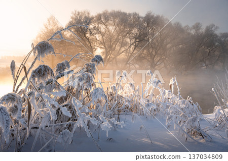 Stunning winter scene featuring tall golden-yellow grass along a riverside, brilliantly shining in warm sunlight. Snowy white shore contrasts with vibrant warm tones Stunning winter scene featuring tall golden-yellow grass along a riverside, brilliantly shining in warm sunlight. Snowy white shore contrasts with vibrant warm tones 137034809