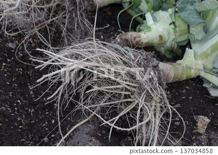 Removal of cauliflower fields Removal of cauliflower fields 137034858