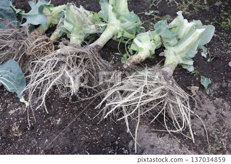 Removal of cauliflower fields Removal of cauliflower fields 137034859