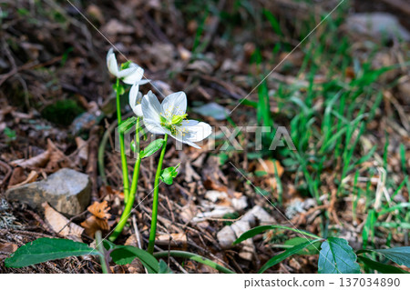 Delicate hellebore flower (Helleborus niger) blooming on forest floor among dry leaves and fresh grass. Early spring wild plant in natural habitat Delicate hellebore flower (Helleborus niger) blooming on forest floor among dry leaves and fresh grass. Early spring wild plant in natural habitat 137034890
