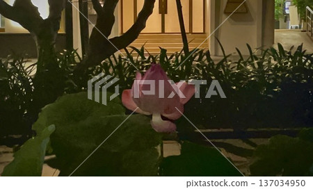 Lotus flowers at night in Ho Chi Minh City, Vietnam 137034950