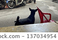 越南胡志明市一隻黑狗的背影 137034954
