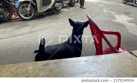 Rear view of a black dog in Ho Chi Minh City, Vietnam 137034954